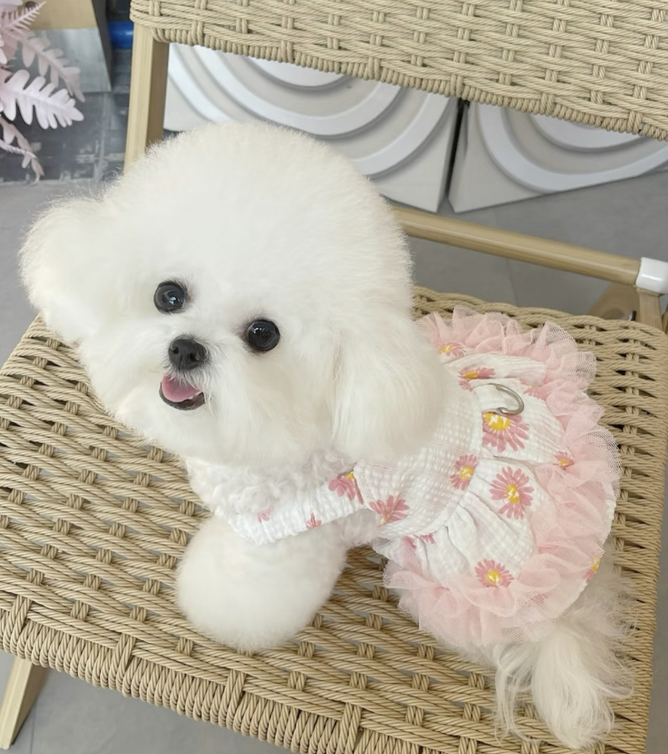 可爱比熊犬,毛如雪球,穿上花裙,尽显萌态惹人爱
