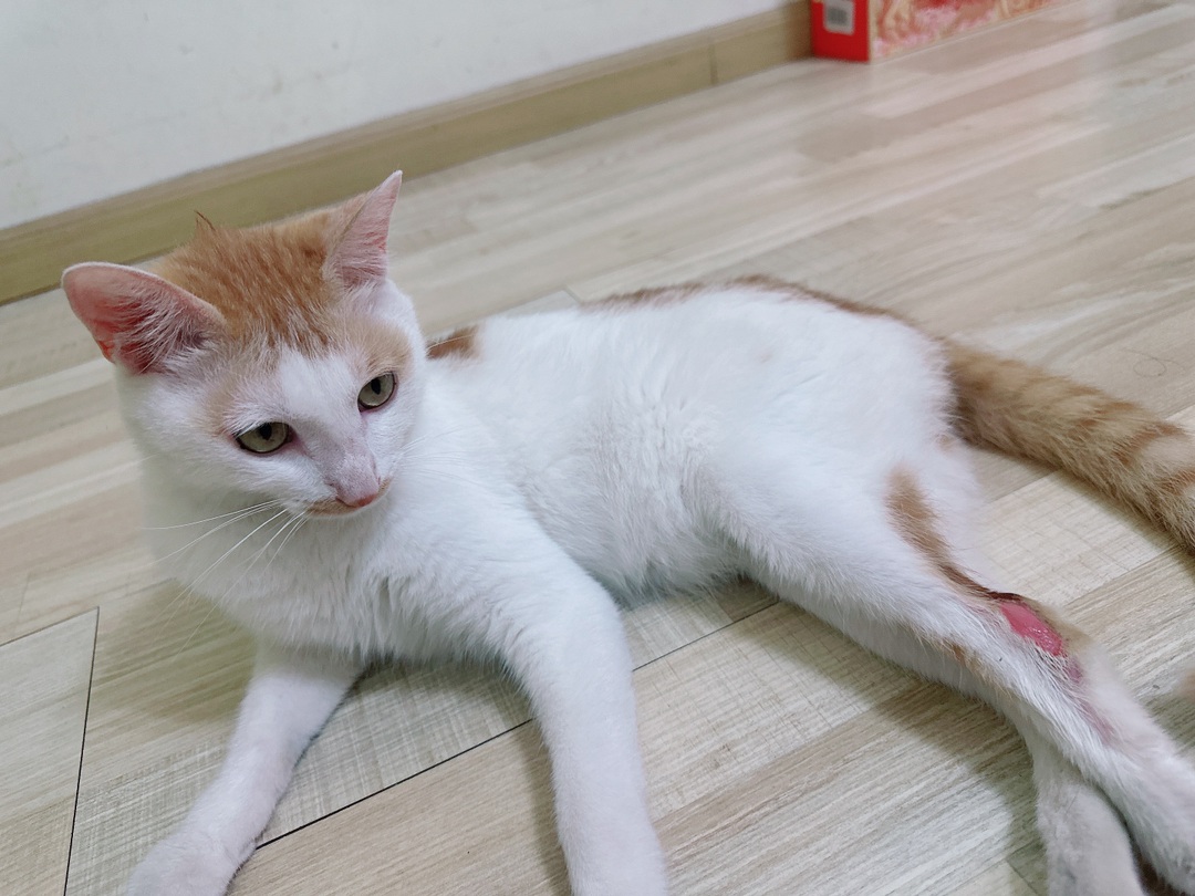 免费赠送小猫咪。价格只是平台规定写的。寻找积善之家收留踉跄走路的猫咪。