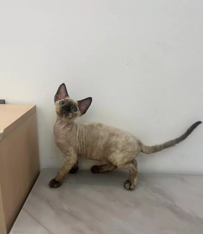 “萌系精灵德文卷毛猫找主人啦🥳不掉毛+超亲人,湛江霞山自提”