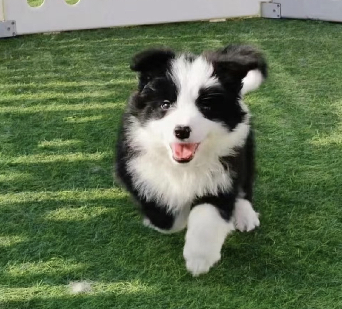 边境牧羊犬1888起步