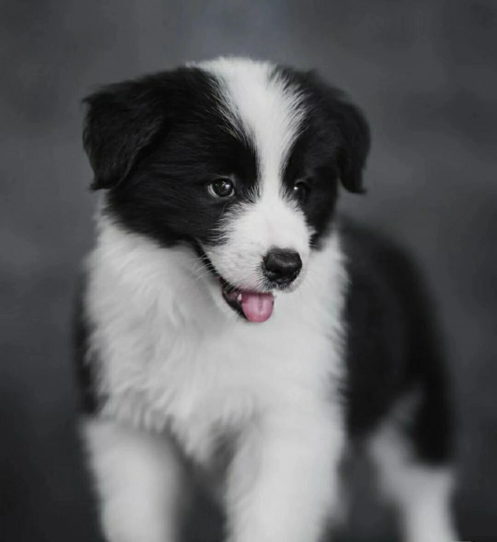 黑白相间边境牧羊犬，聪明伶俐，颜值高的绝佳宠物