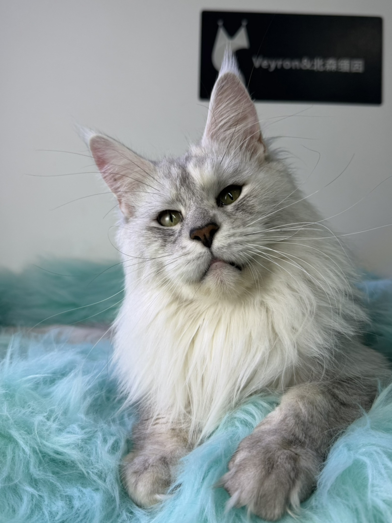 顶级缅因繁育种猫