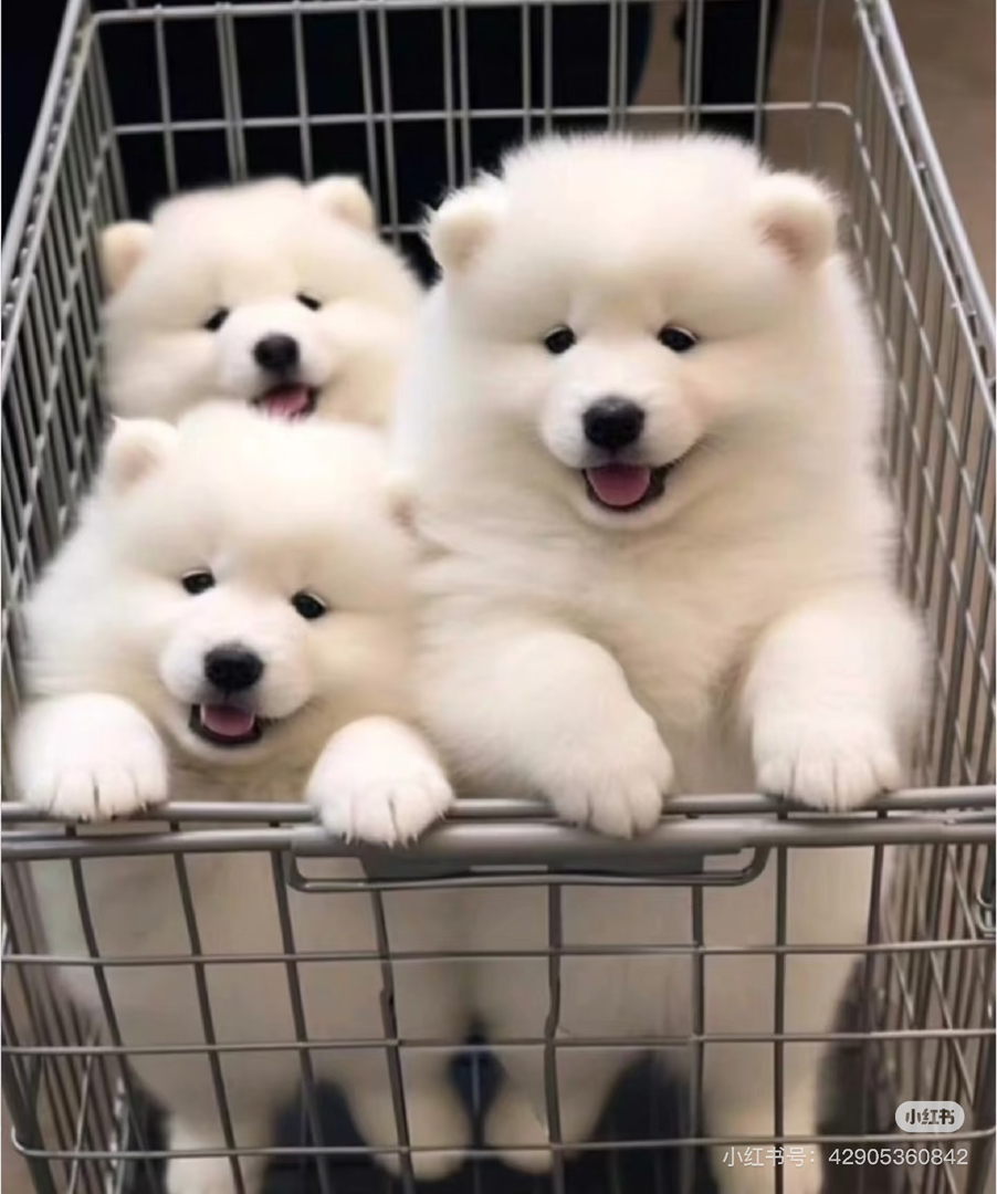 熊版萨摩耶
