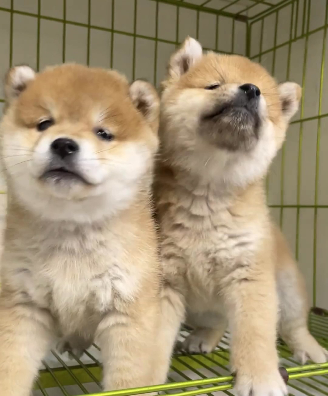 近期打算养柴犬的姐妹围观我吧🐕