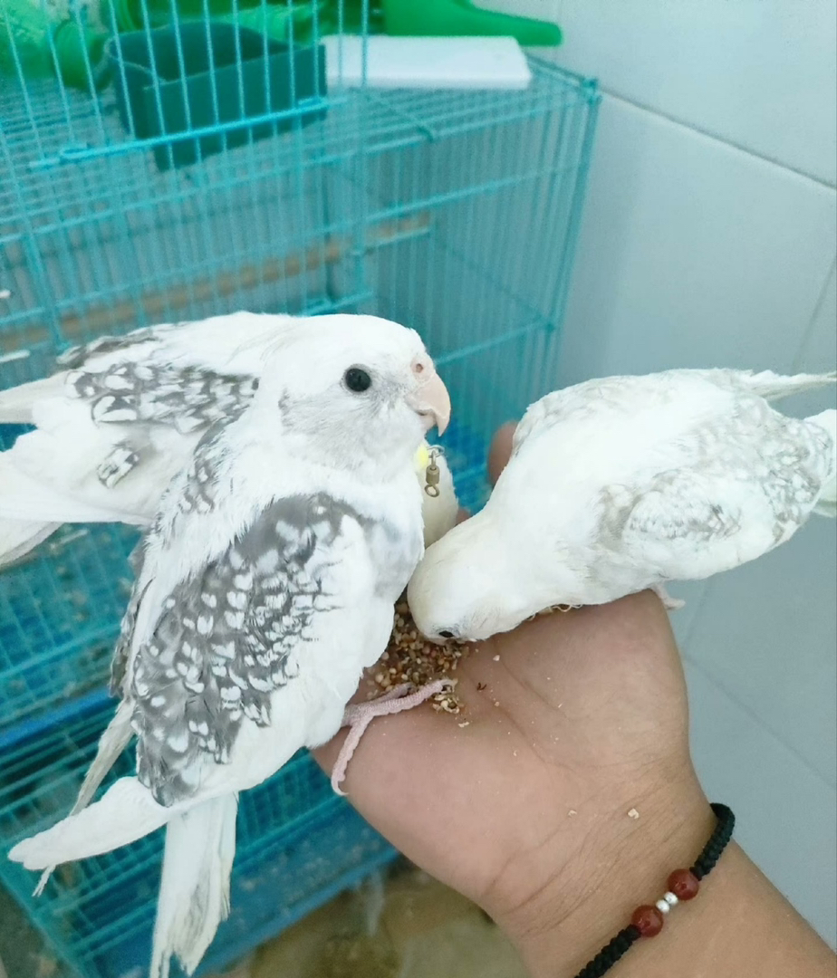 玄凤白脸派特手养亲人包邮