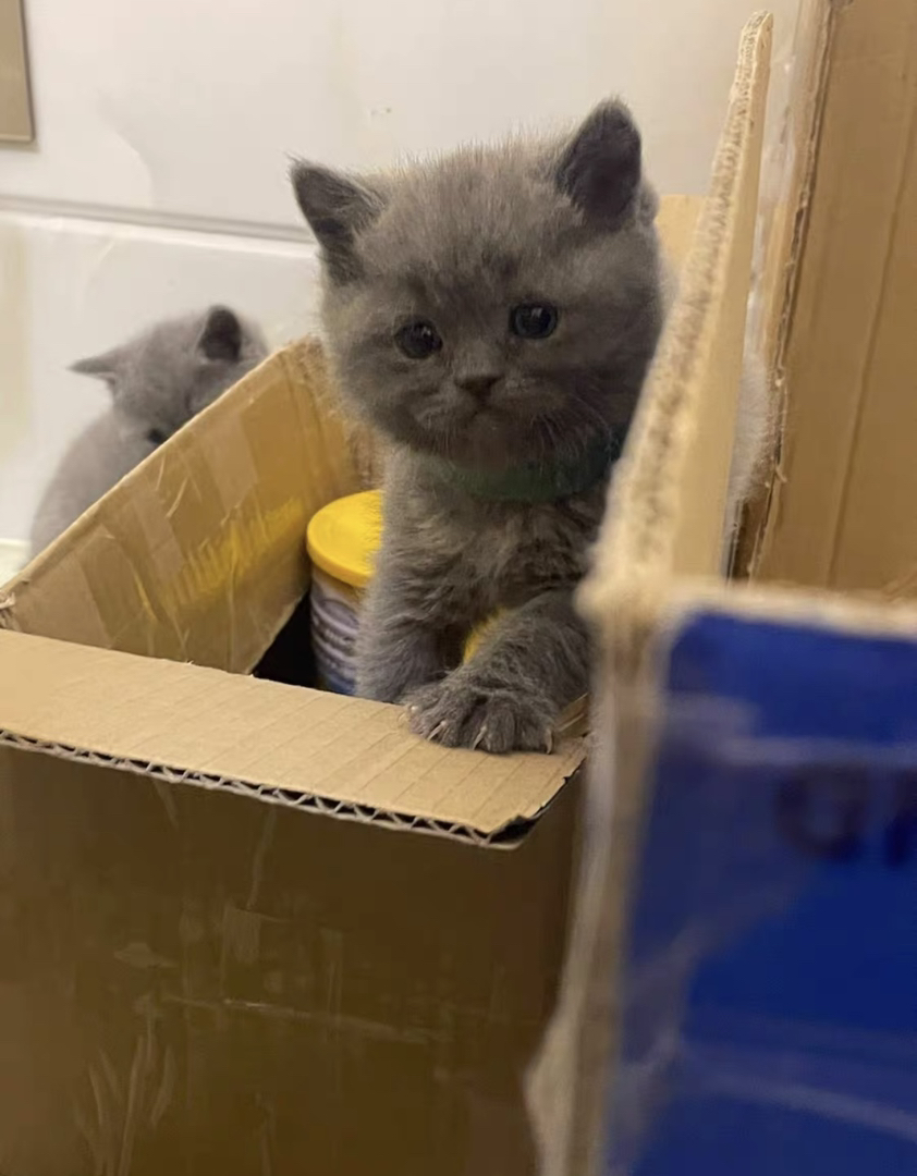 蓝猫包售后有猫瘟腹水健康问题可以退款