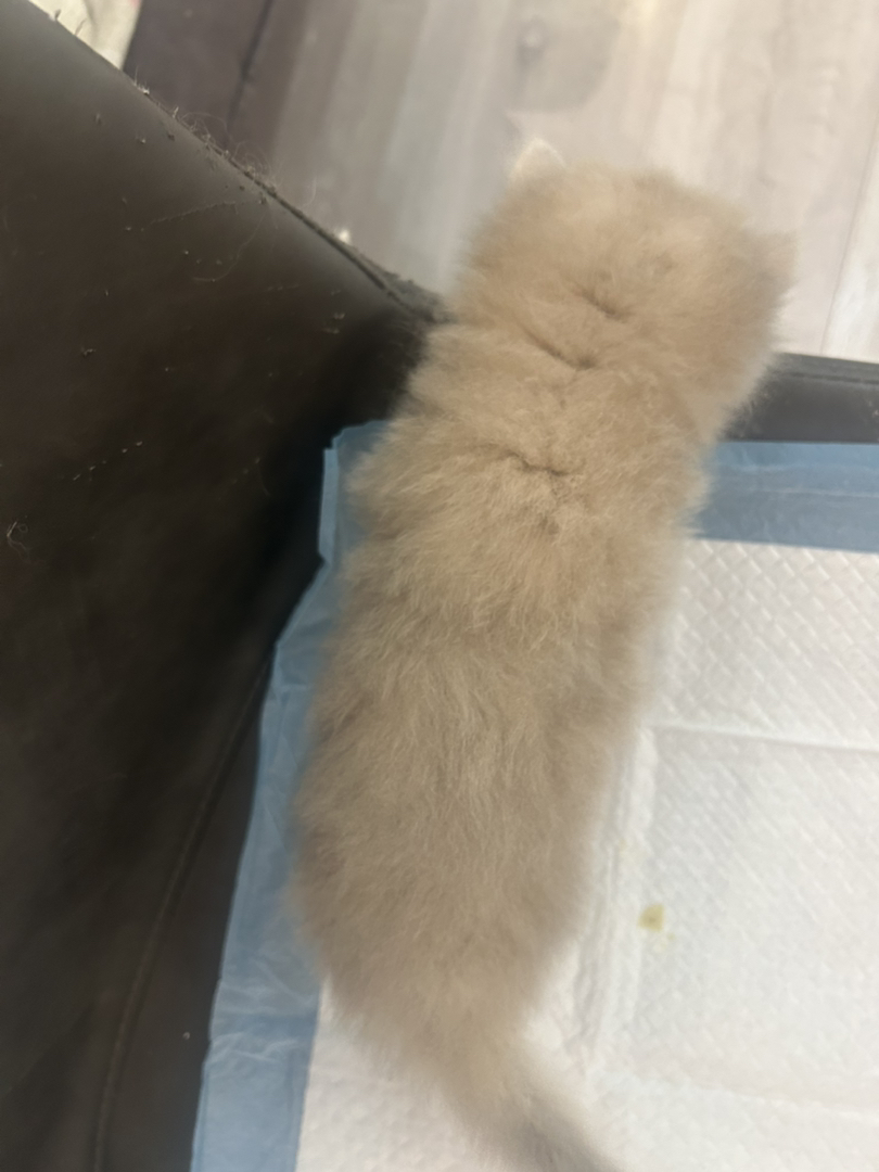 长毛焦糖蓝金妹妹