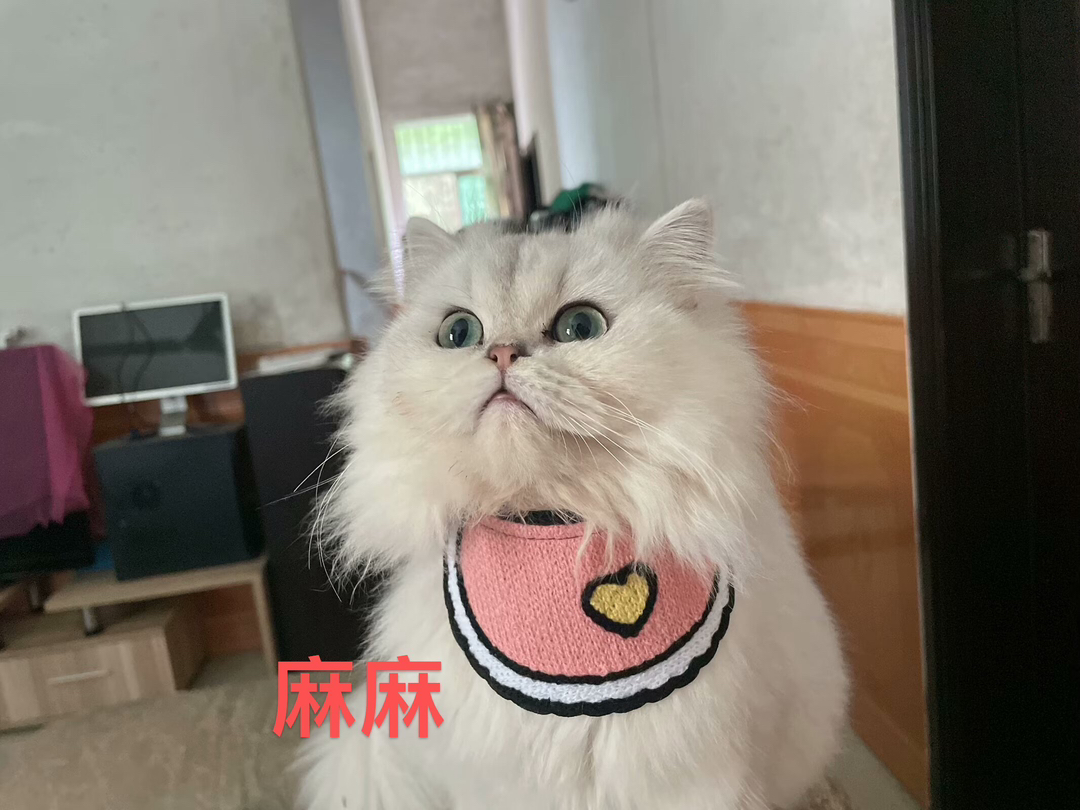 自家繁殖的金吉拉小猫咪可提前预订啦！
