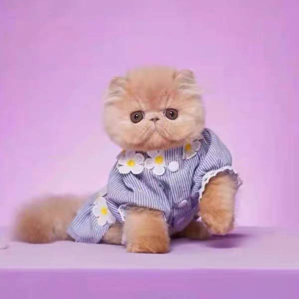 平台推荐❤纯种加菲猫