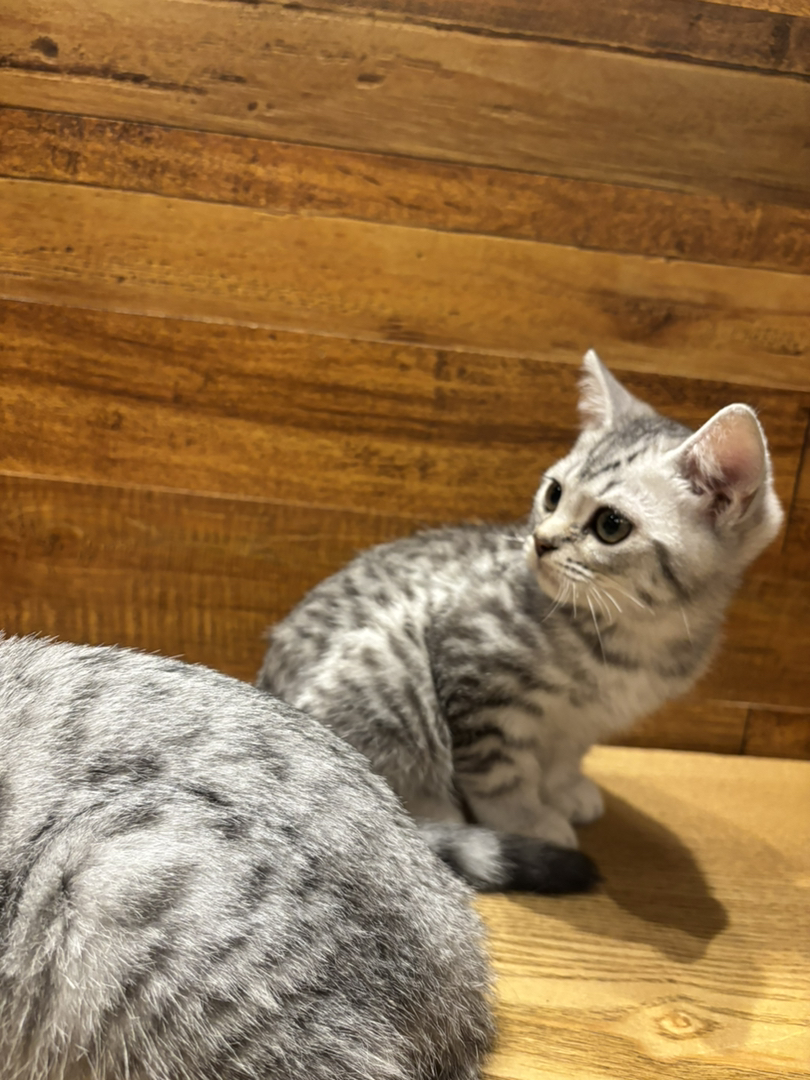 肥美小猫找新家
