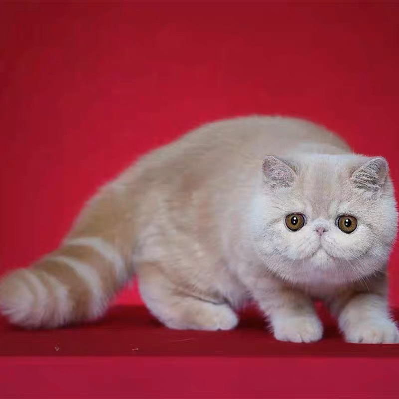 加菲猫