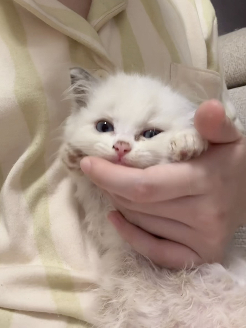 可爱布偶猫幼崽，颜值超高，性格温顺，治愈系萌宠