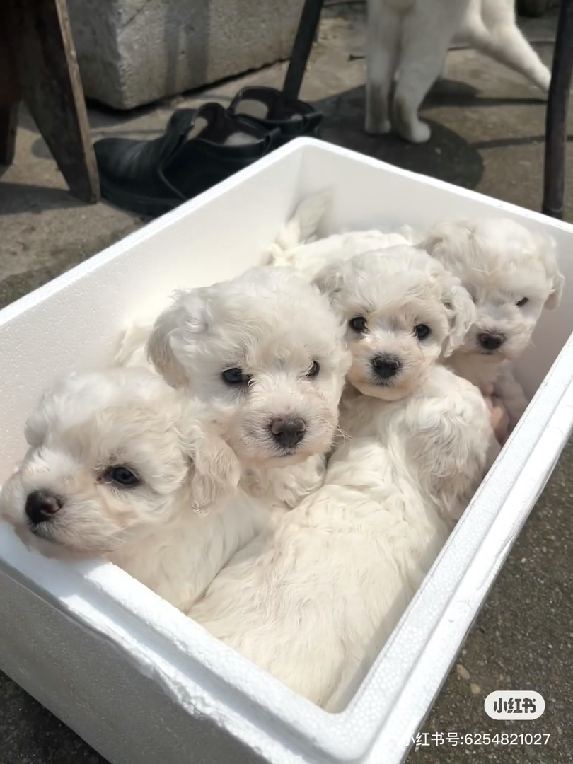 可爱比熊犬幼犬,圆眼卷毛萌翻天,陪伴好伙伴