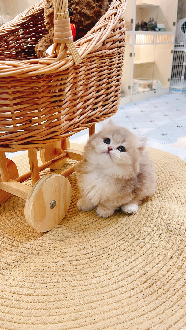 蓝金拿破仑
