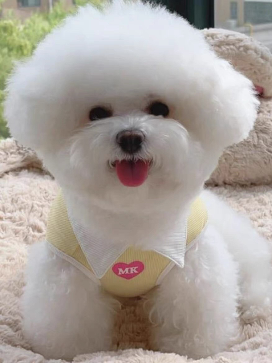 网红比熊❤️可以开视频看狗