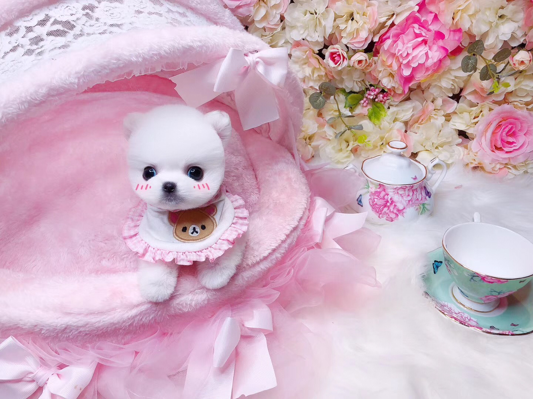 茶杯犬❤️博美(俊介)幼犬,雪白萌态大眼,乖巧软萌,治愈系家庭陪伴佳宠