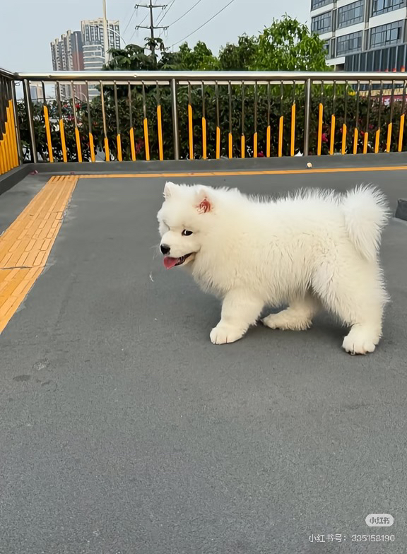 可爱萨摩耶幼犬，雪白毛发颜值高，温顺乖巧好伴侣