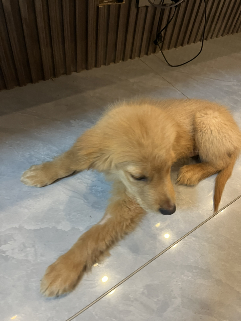 金毛 名字熊二 能看家看院看小孩