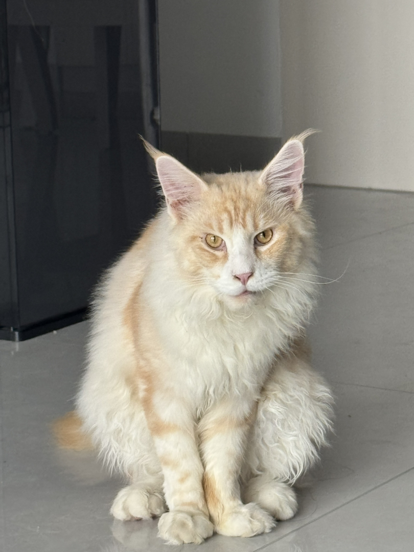 凯米尔色 缅因猫弟弟 6个月大了 很活泼 很健康看上的可以私我