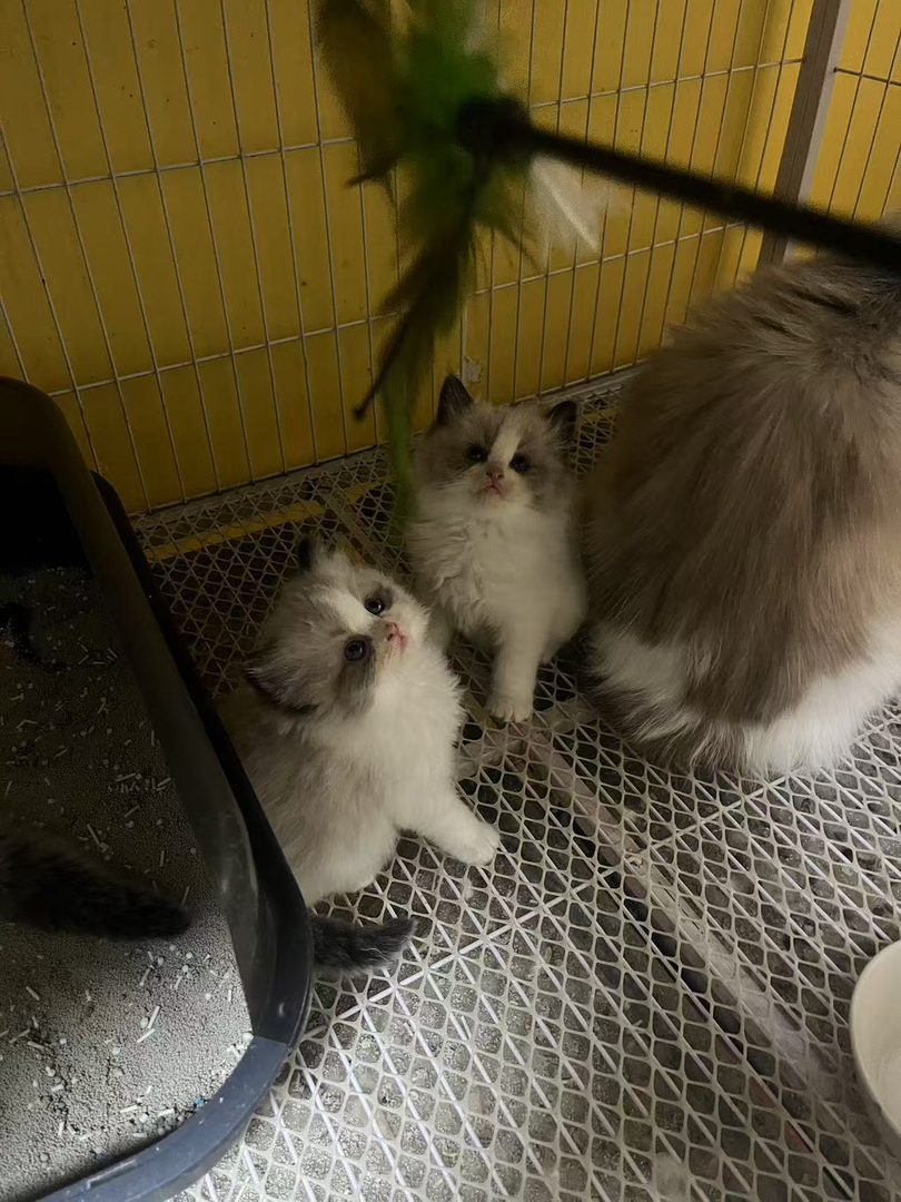 布偶猫