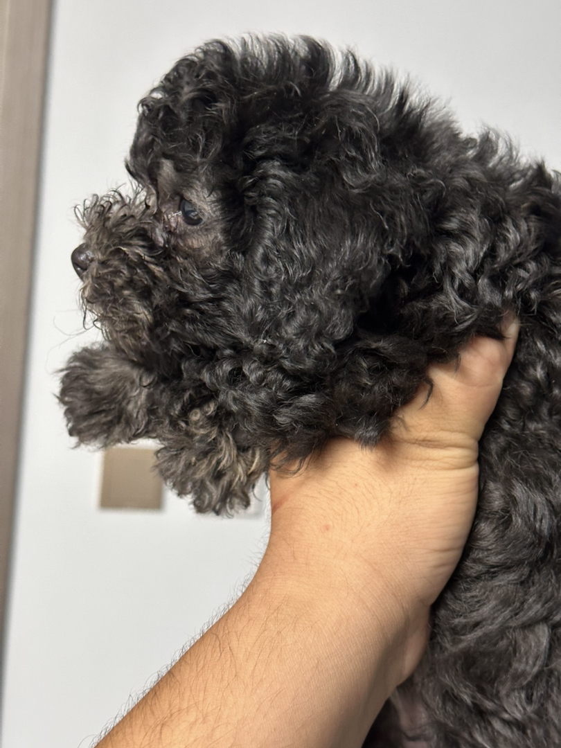 可爱泰迪犬，卷毛蓬松，小巧机灵，相伴生活的暖心萌宠
