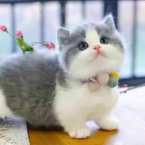 矮脚蓝白猫咪