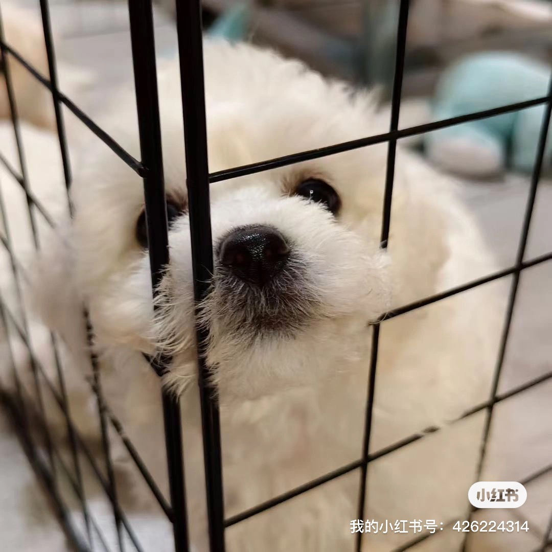 可爱比熊犬，圆眼卷毛超萌，性格温顺，是贴心小伴侣