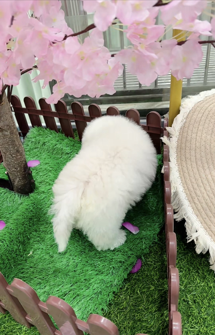 ❤️高端大眼睛双血统比熊犬❤️
