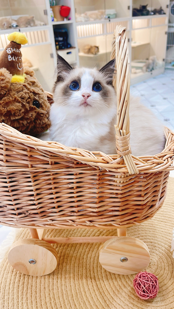 布偶猫(仙女猫),蓝眼蓬松毛,品相甜美,温顺粘人,家庭伴侣优选