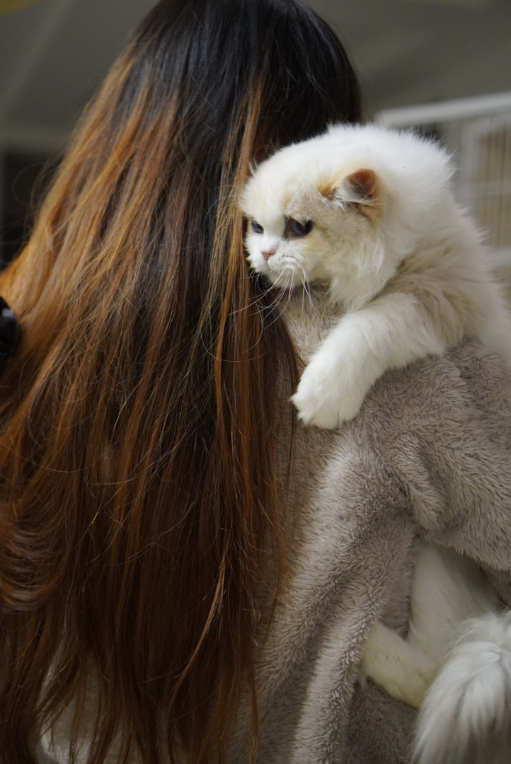 玳瑁布偶妹妹 软软糯糯的 毛量丰厚 已接种疫苗 随时可去新家