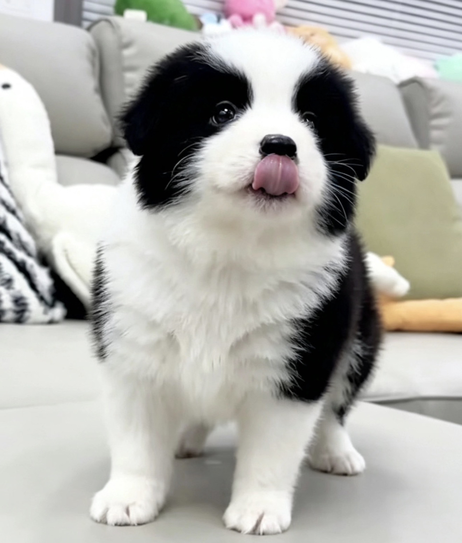 边境牧羊犬