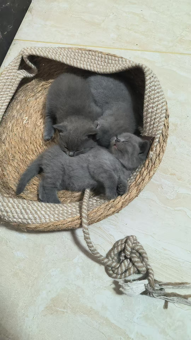 英短猫咪，毛绒绒超可爱，性格温和，居家好伴侣