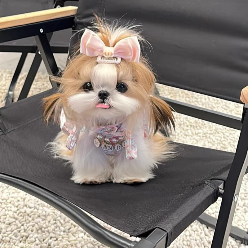 高端西施犬❤平台推荐