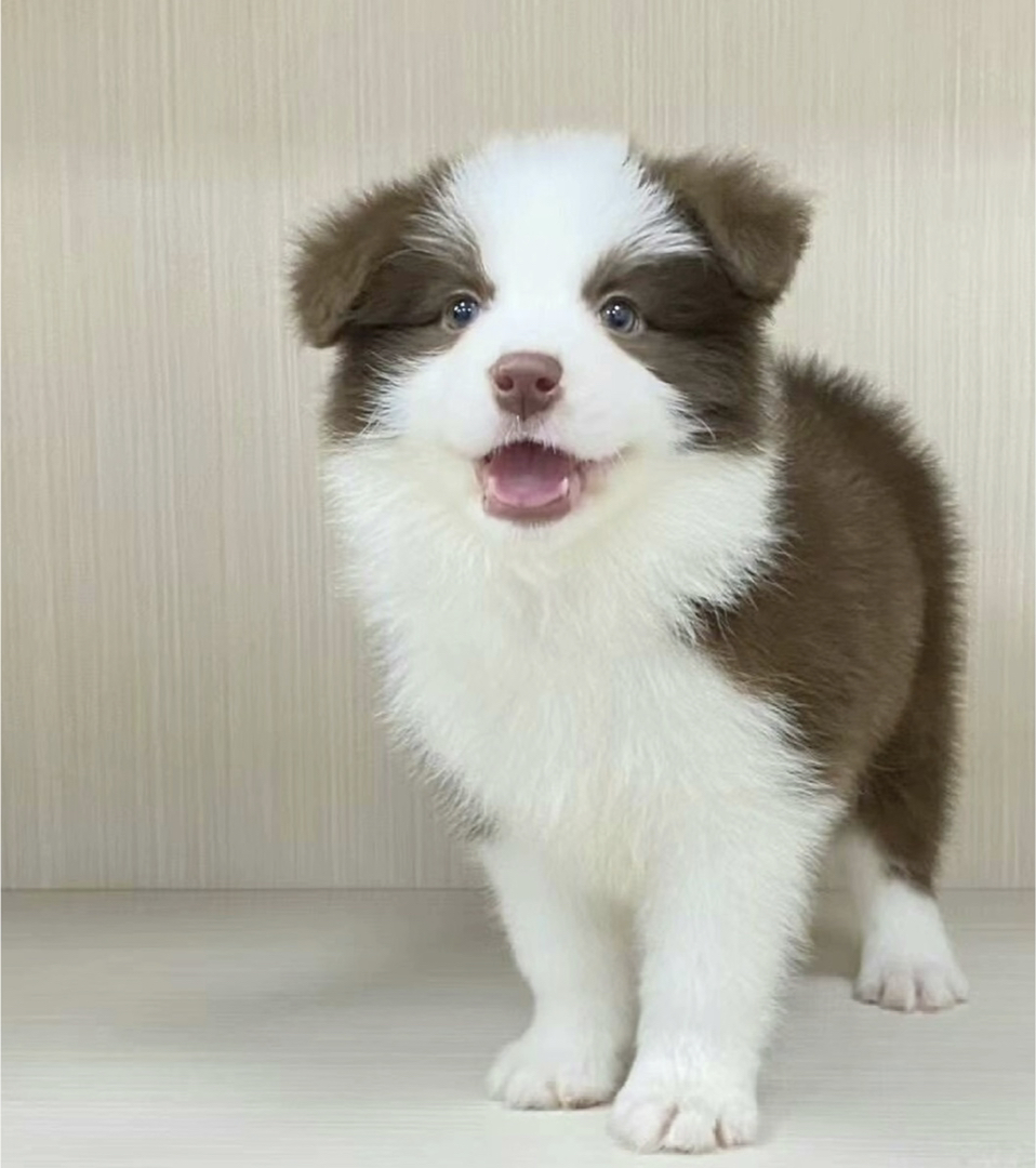 咖啡色,巧克力色,边境牧羊犬