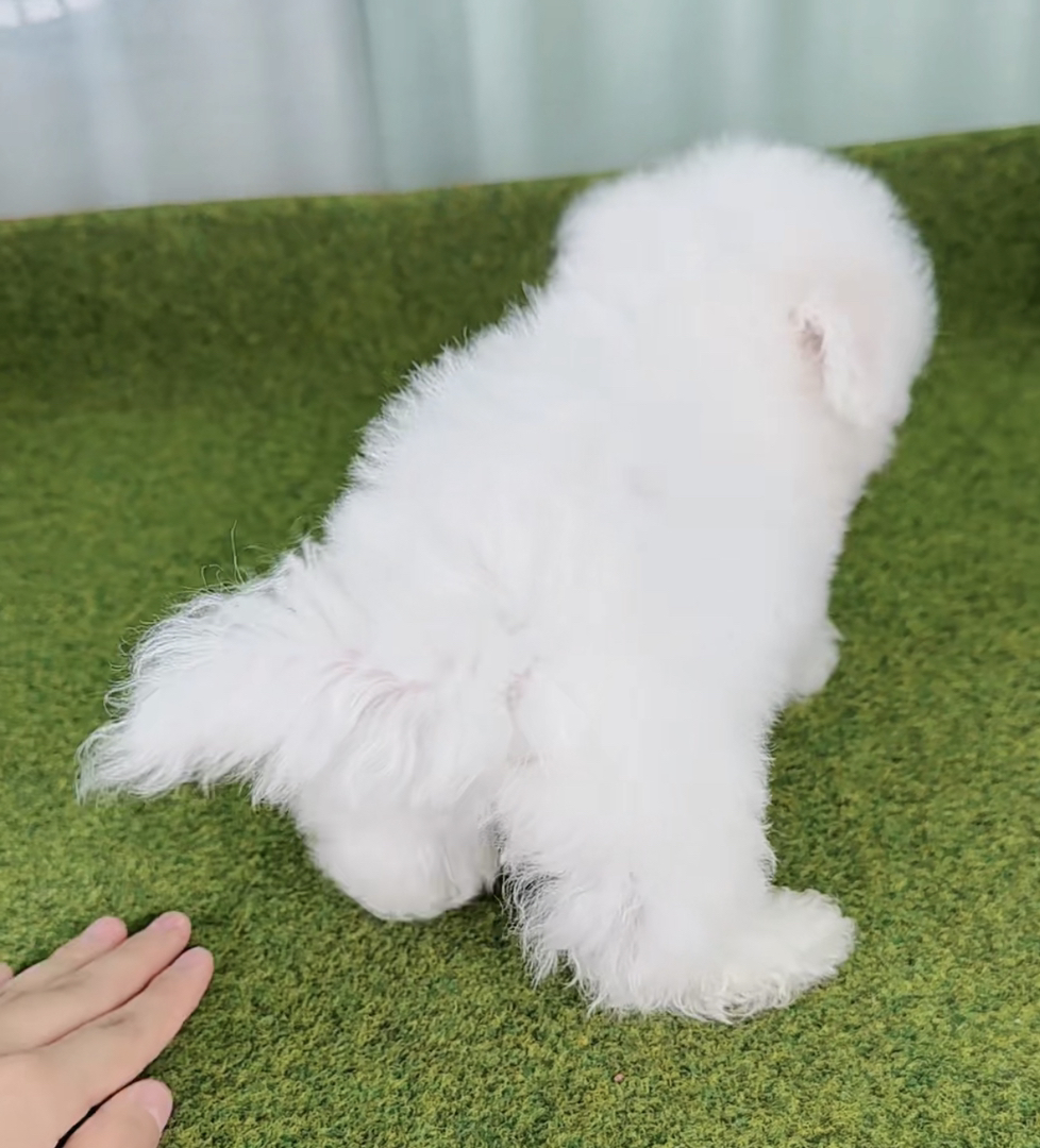 ❤️高端大眼睛双血统比熊犬❤️