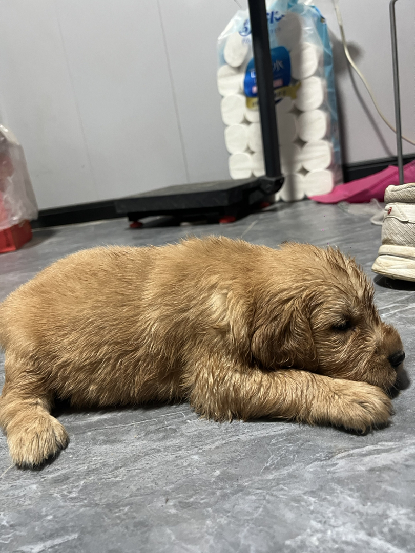 金毛幼犬来袭，毛软可爱，温顺乖巧萌翻你