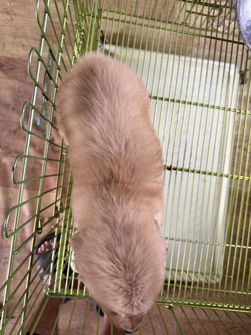 金毛幼犬，可爱活泼，性格温顺，适合家庭养殖