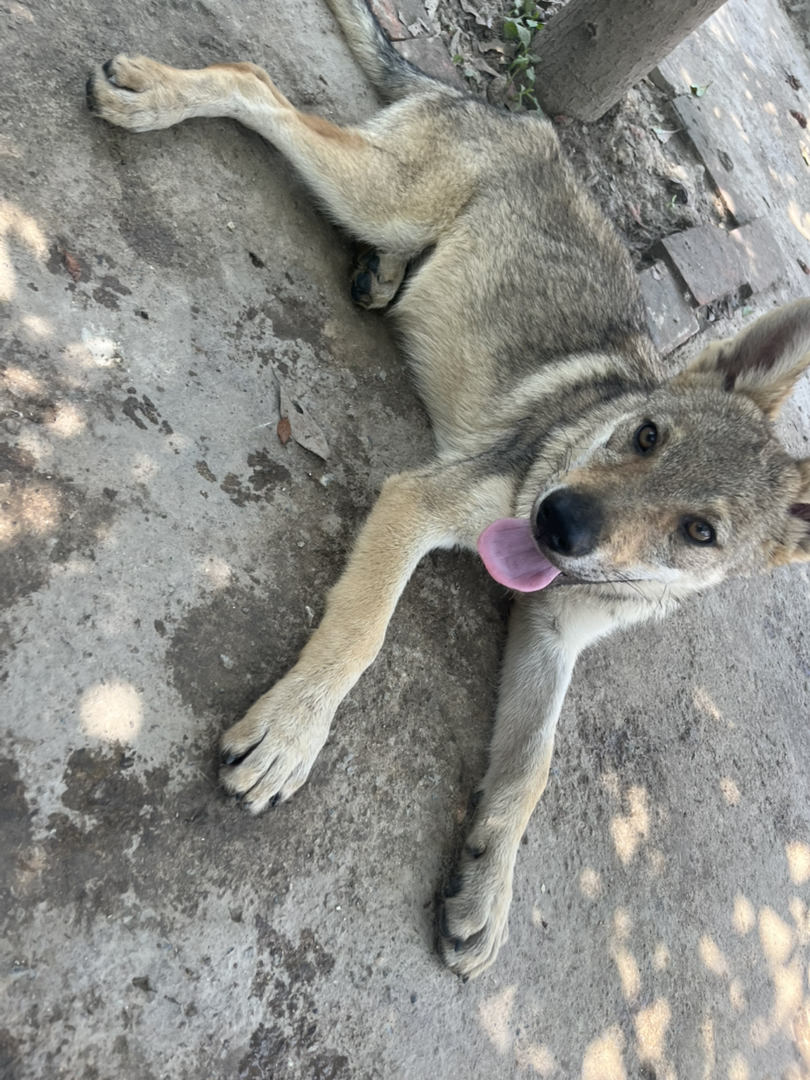 cku冠军直子 捷克狼幼犬出售