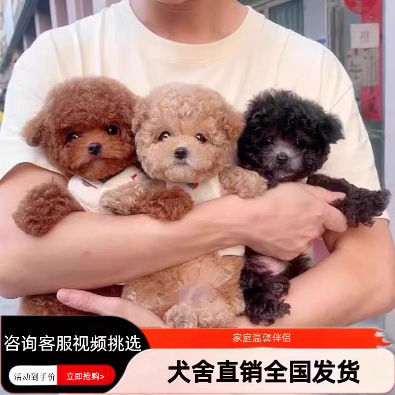 红泰迪,香槟色泰迪。黑泰迪。灰泰迪