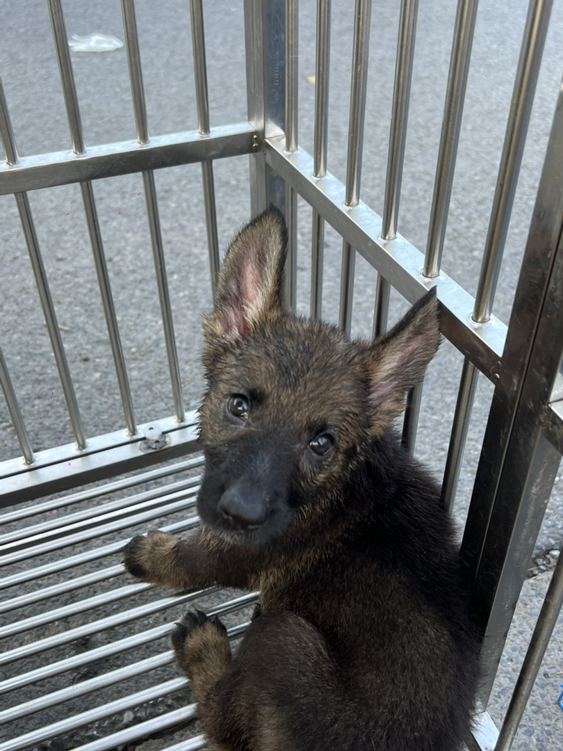 德国牧羊犬 身材高挑 脸好性格正