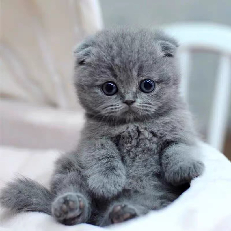 英短蓝猫幼崽,呆萌可爱,圆润乖巧,养宠首选