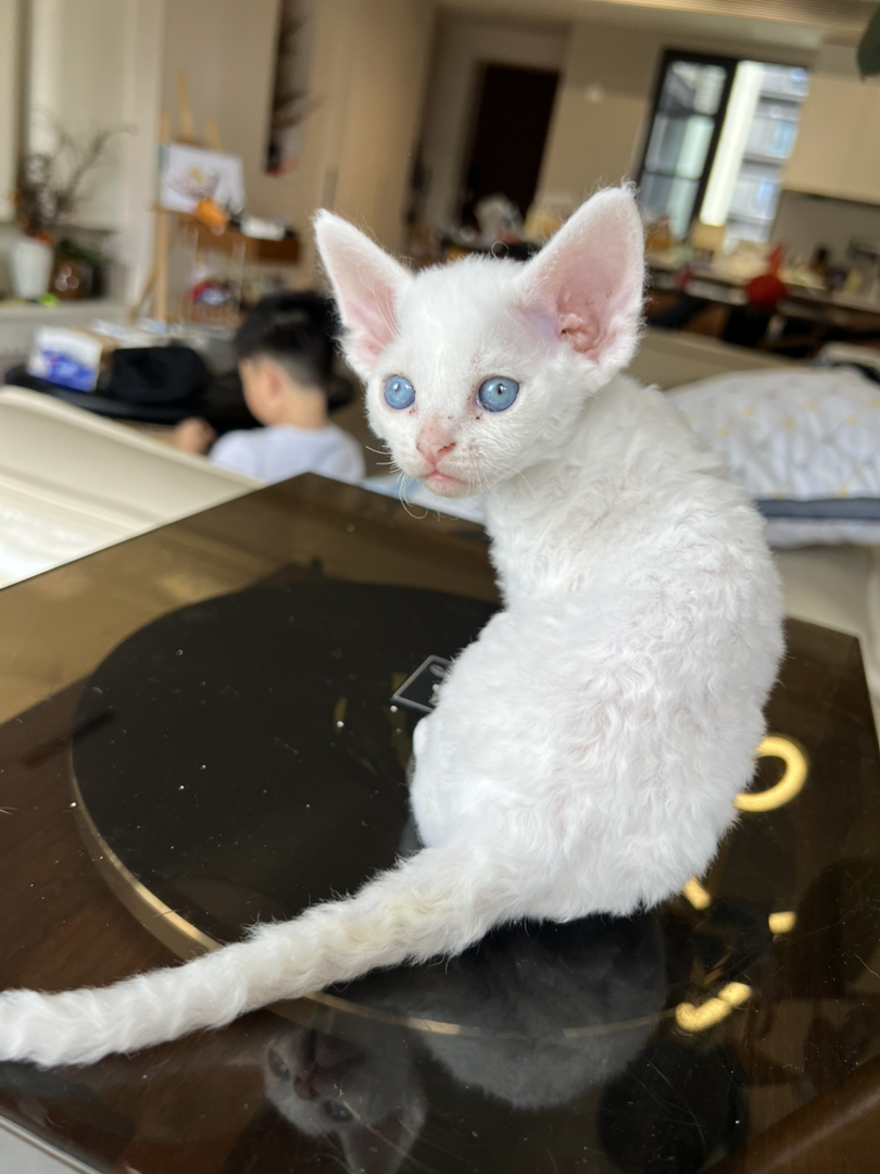 纯白德文弟弟