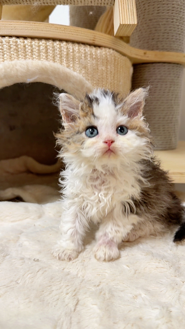 塞尔凯克卷毛猫