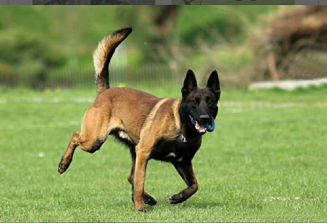 双血统马犬❤️带证书➕芯片