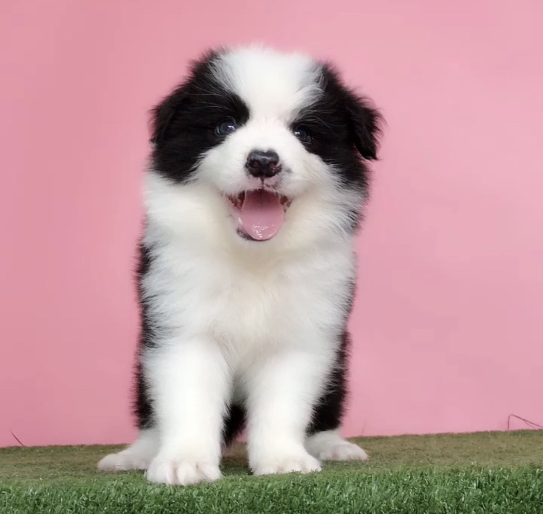 边境牧羊犬多又多❤️平台推荐