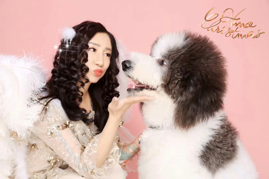 灰白花巨贵犬❤️双血统带证书芯片