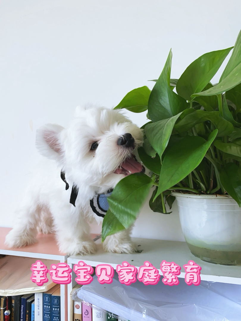 超可爱西高地