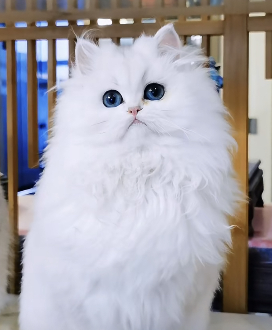 高端长毛银点银渐层猫咪❤️平台推荐