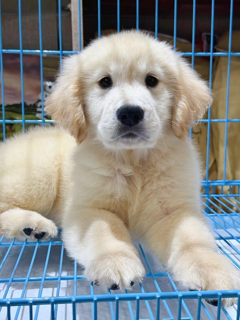 金毛幼犬公母都有，繁育场直销