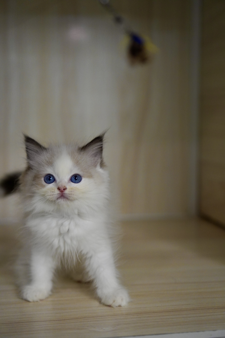 布偶猫幼崽，蓝眼白毛颜值高，温顺乖巧，绝佳陪伴